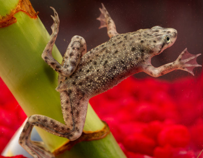 African Dwarf Frog