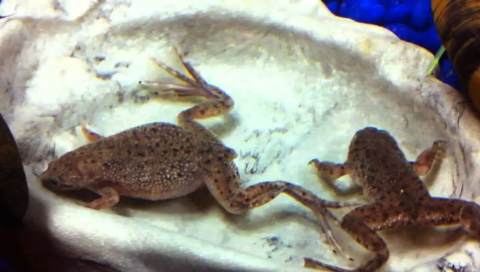 African Dwarf Frogs Contaminated Water