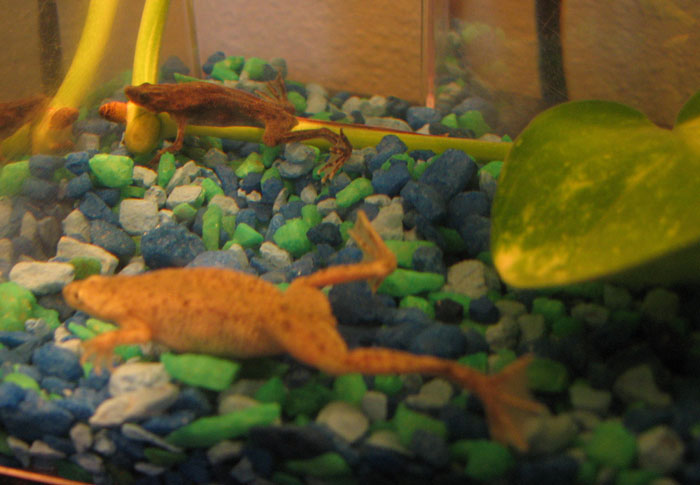 African Dwarf Frogs Dropsy