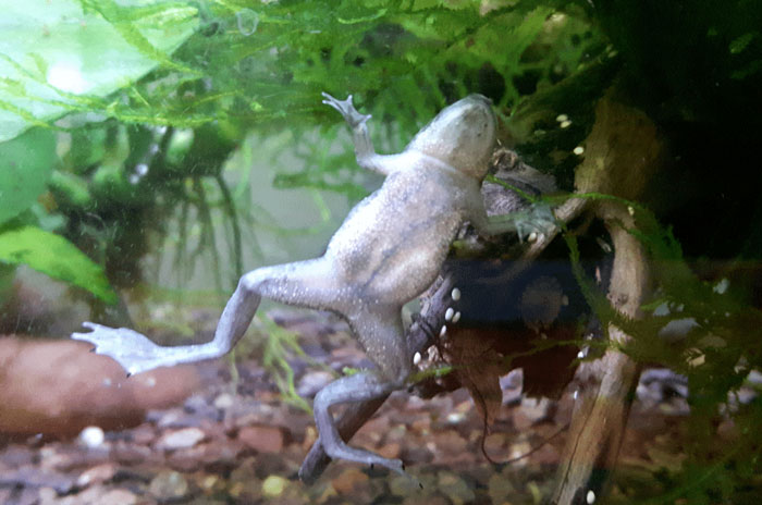 African Dwarf Frogs Overfeeding