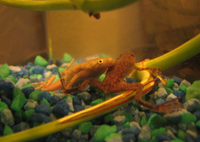 African Dwarf Frogs Pregnancy