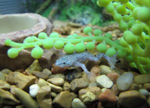 How Do African Dwarf Frogs Sleep? Let's Unveil The Slumber Secret!