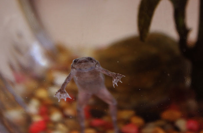 African Dwarf Frogs Tank Size And Decoration