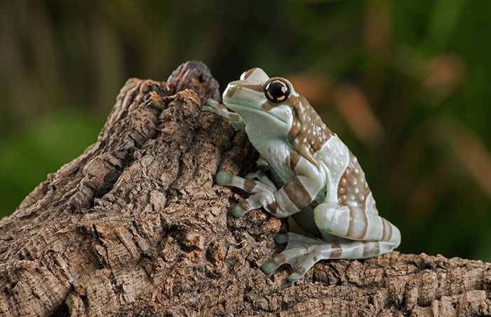 Amazon Milk Frog Sensitivity Issues