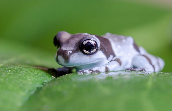 Amazon Milk Frog Skin Issues