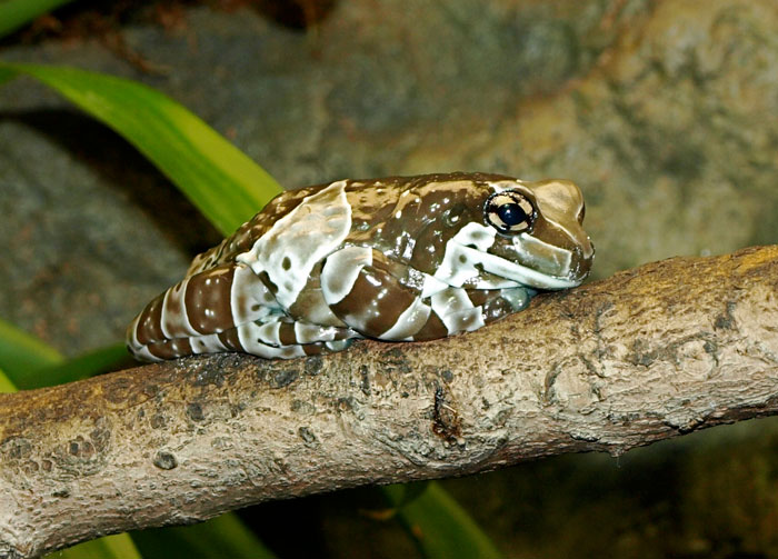 Amazon Milk Frogs Allergic Reactions