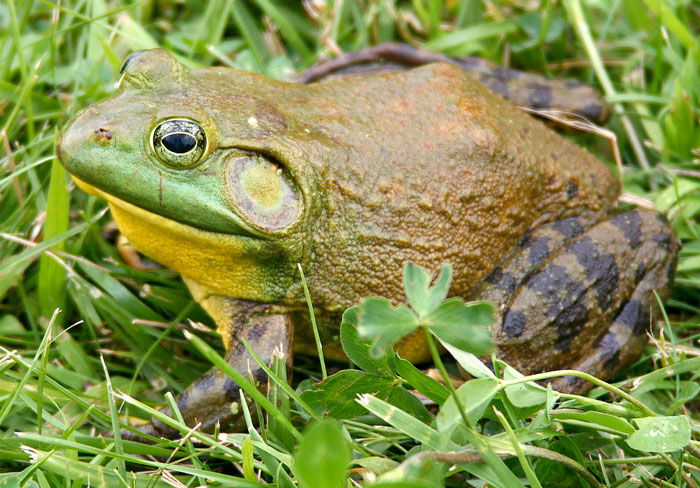 American Bullfrog