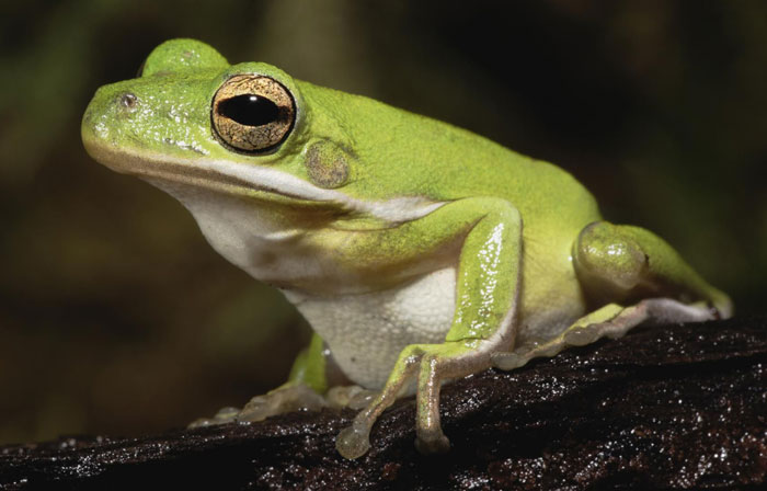 American Green Tree Frog