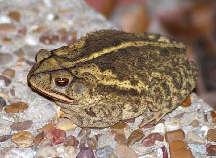 An Overview of the Gulf Coast Toad