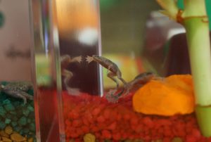 Are African Dwarf Frogs Poisonous?- A Death Threat