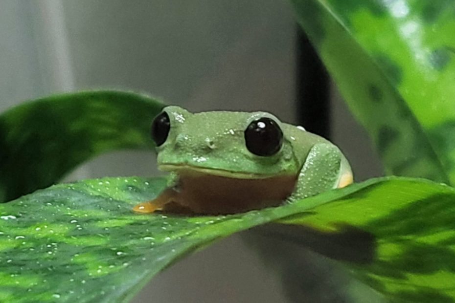 Are Black-Eyed Tree Frogs Poisonous