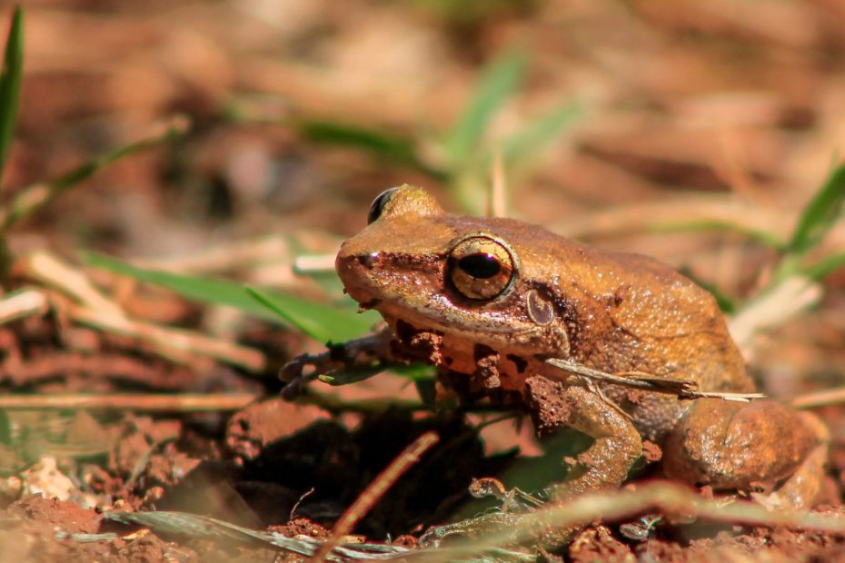 Are Coqui Frogs Poisonous