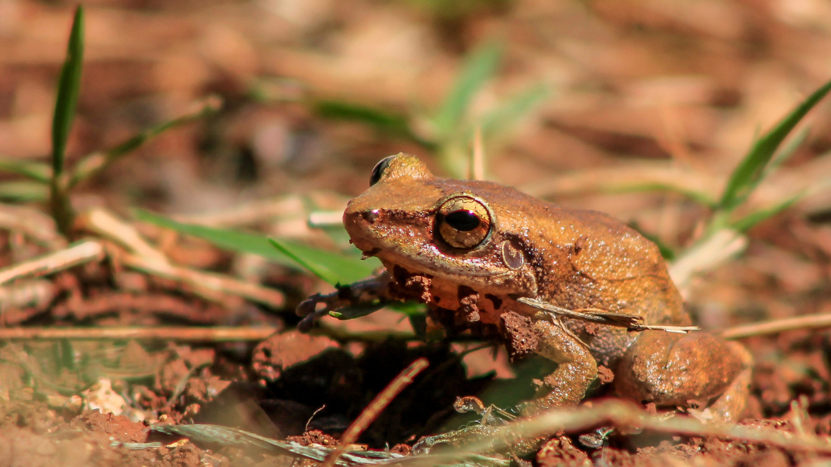Are Coqui Frogs Poisonous? [Know This Before You Touch the Frog]