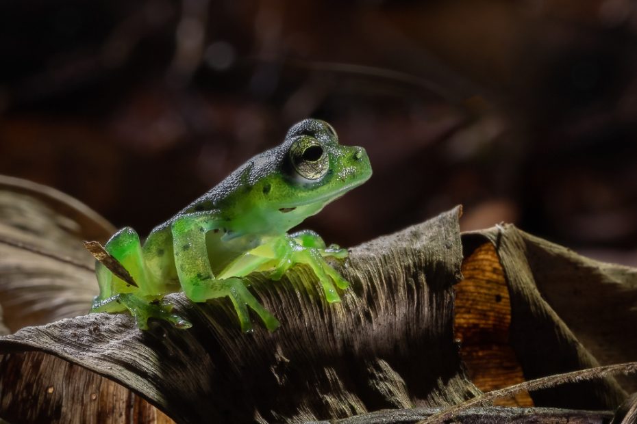 Are Glass Frogs Poisonous