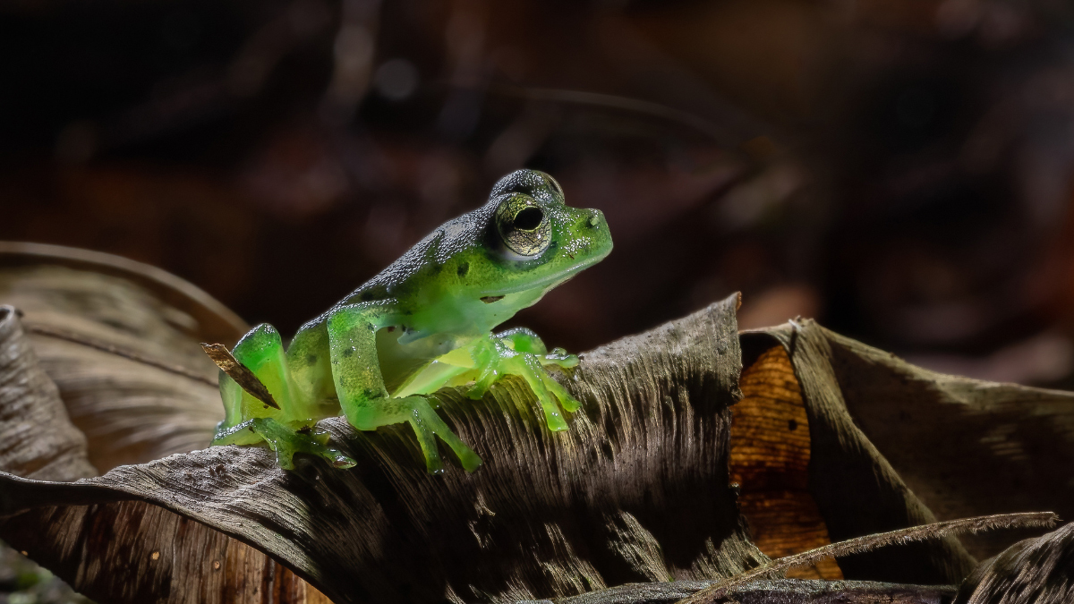 Are Glass Frogs Poisonous? All You Need To Know