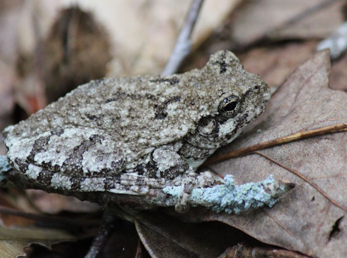 Are Grey Tree Frogs Poisonous to Humans