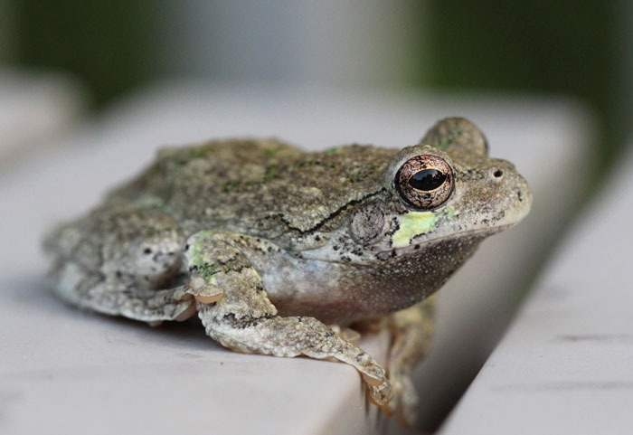 Are Grey Tree Frogs Poisonous or Venomous to Humans