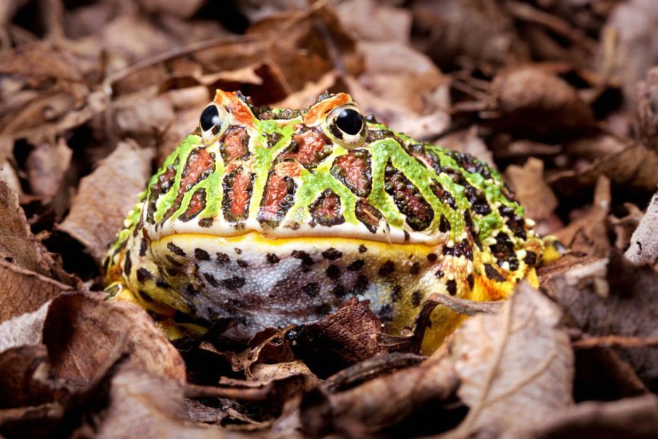 Are Horned Frogs Poisonous