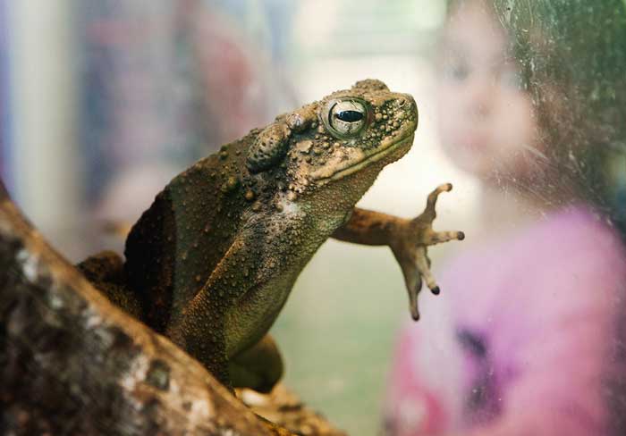 Are River Toads Poisonous