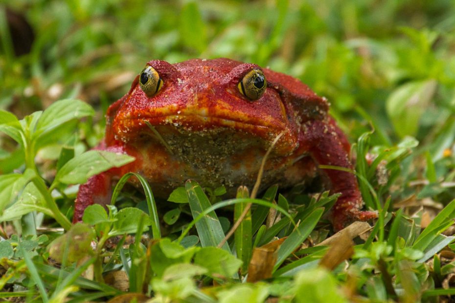 Are Tomato Frogs Poisonous