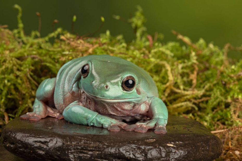 Are White Tree Frogs Poisonous