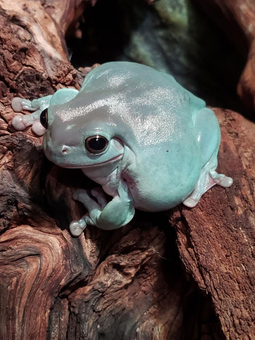 Are White Tree Frogs Poisonous to Pets