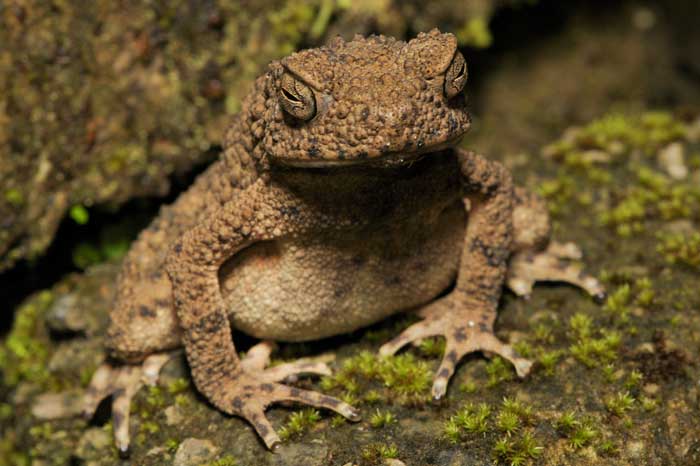 Asian giant toad