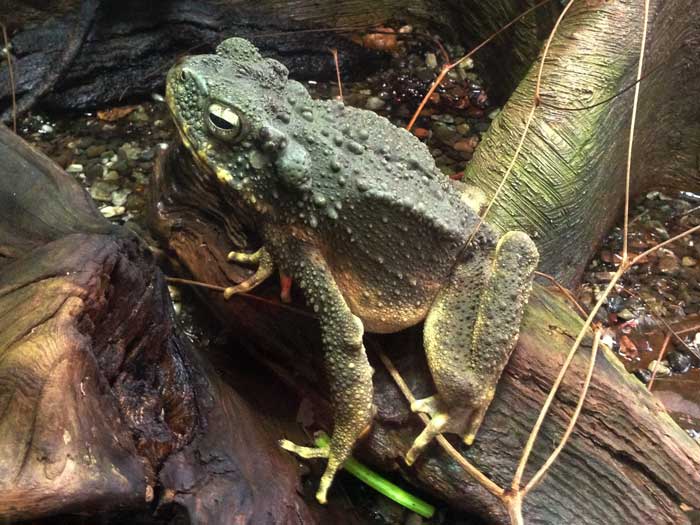 Borneo river toad