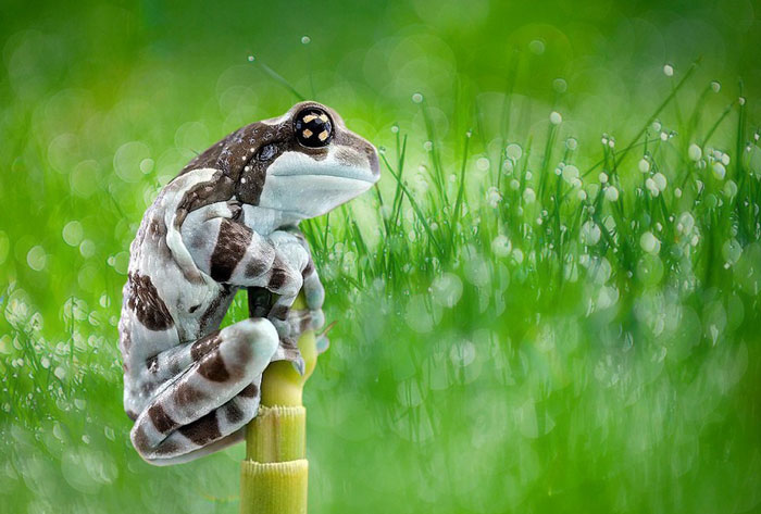 Can I Hold an Amazon Milk Frog