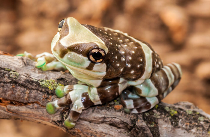 Can I Keep Amazon Milk Frog Along With Other Pets