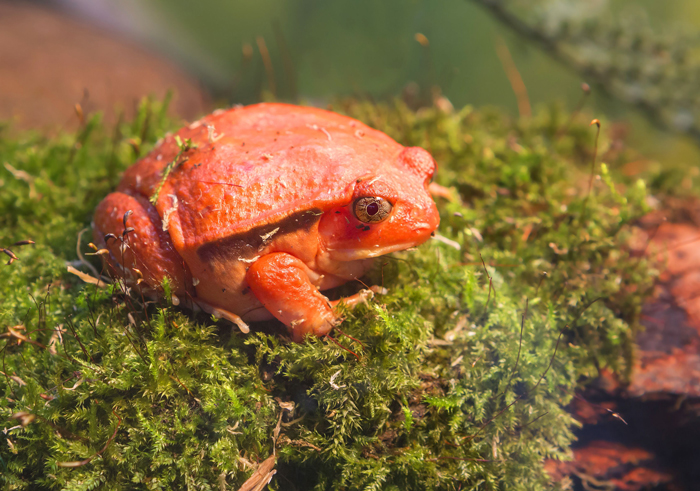 Caution When Handling Tomato Frogs