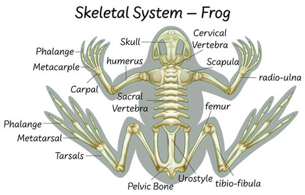 Different Bones Of Frogs’ Skeleton