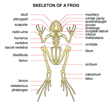 Do Frogs Have Bones