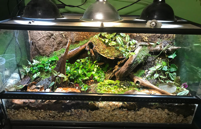 Do Frogs Need Heat Lamps: How To Setup and Temperature Requirements