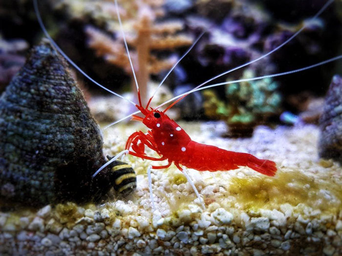 Dwarf Shrimp