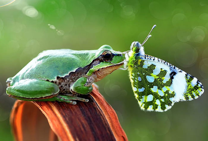 Frogs Eat Butterflies