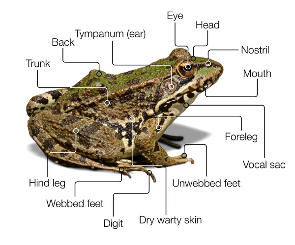 Do Frogs Have Bones? Know Everything That You Need to Know