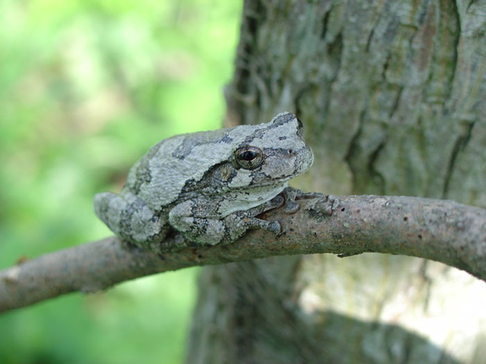 Grey Tree Frog’s Safety