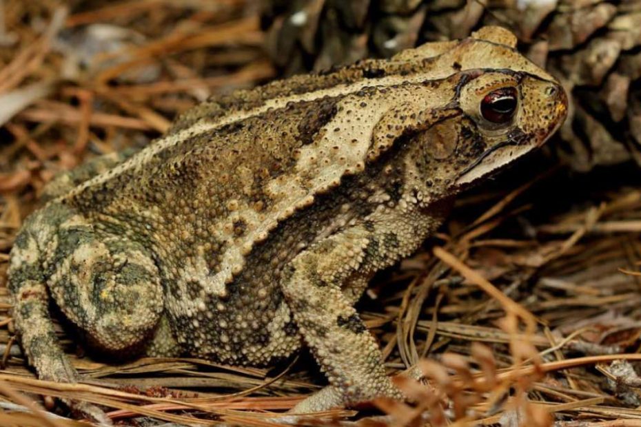 Gulf Coast Toad