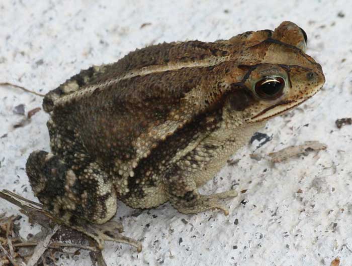 Gulf Coast Toad Diet