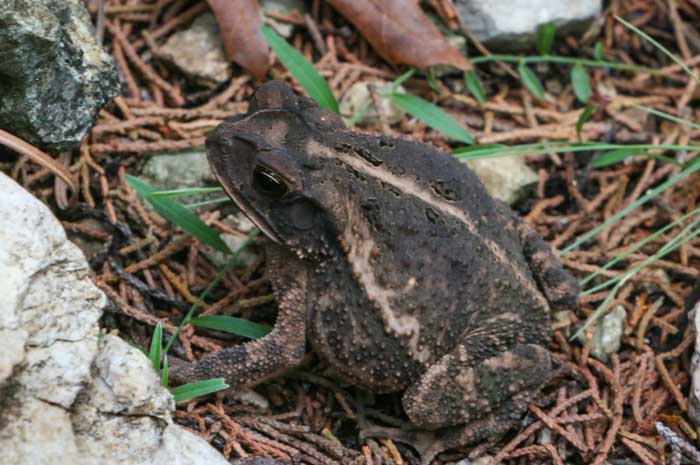 Gulf Coast Toad Lifespan