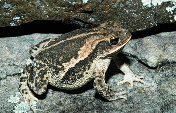 Gulf Coast Toad Male or Female