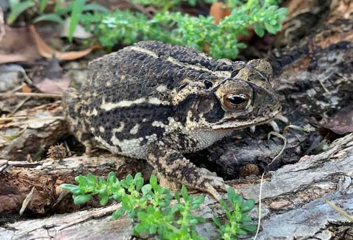 Gulf Coast Toad for Sale