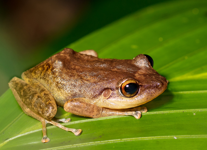 Harmful side of Coqui frogs