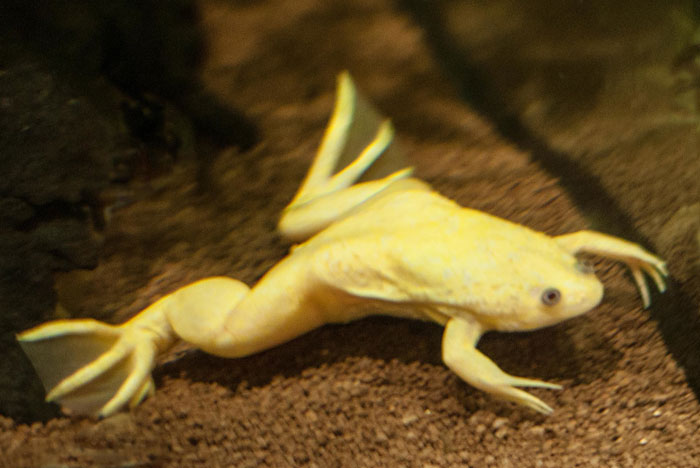 How Do You Take Care Of A Pregnant African Dwarf Frog