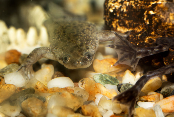 How Do You Take Care Of A Pregnant African Dwarf Frog