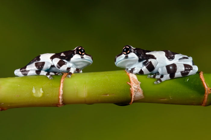 How To Safely Handle Amazon Milk Frogs