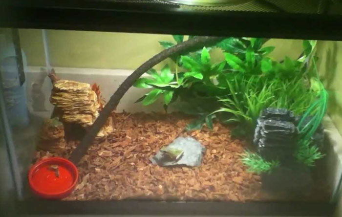 How To Setup Heat Lamps In a Frog’s Enclosure