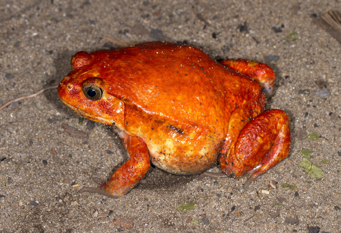 How to Cure if Affected by Toxic Secretion of Tomato Frogs