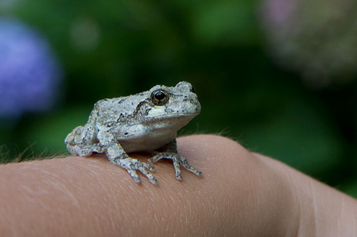 How to Handle Grey Tree Frogs Safely